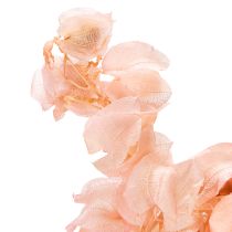 Prodotto Il fiore essiccato di Nicandra crea un'atmosfera romantica per qualsiasi zona giorno 75cm