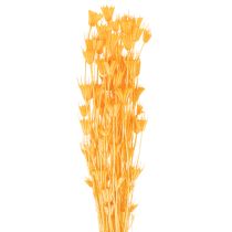 Prodotto Composizione di fiori secchi di Nigella per un uso duraturo. Elegante e accattivante. 70 cm, 50 g.