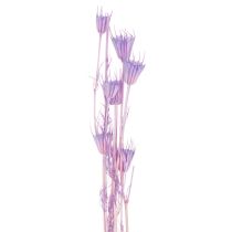 Prodotto Bouquet di fiori di nigella essiccati, ideale come elemento decorativo in soggiorno, crea un'atmosfera unica, 70 cm, 50 g.