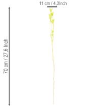 Prodotto Fiori di Nigella secchi, affascinante decorazione naturale per la casa, 70 cm, 50 g