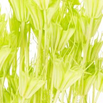 Prodotto Fiori di Nigella essiccati, affascinante decorazione naturale per la casa, 70 cm, 50 g