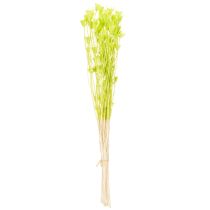 Prodotto Fiori di Nigella essiccati, affascinante decorazione naturale per la casa, 70 cm, 50 g