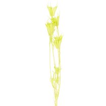 Prodotto Fiori di Nigella essiccati, affascinante decorazione naturale per la casa, 70 cm, 50 g