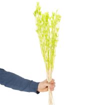 Prodotto Fiori di Nigella essiccati, affascinante decorazione naturale per la casa, 70 cm, 50 g
