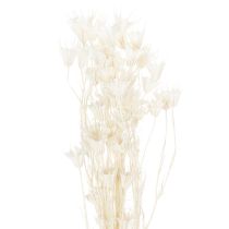 Prodotto Fiori di Nigella secchi, mazzo di elegante decorazione naturale per interni esclusivi, 70 cm, 50 g
