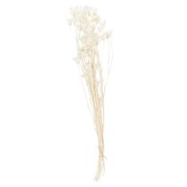 Prodotto Fiori di Nigella secchi, mazzo di elegante decorazione naturale per interni esclusivi, 70 cm, 50 g