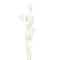 Prodotto Fiori di Nigella secchi, mazzo di elegante decorazione naturale per interni esclusivi, 70 cm, 50 g