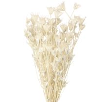 Prodotto Nigella Orientalis Fiori Secchi Cumino Nero Bianco 50cm 100g
