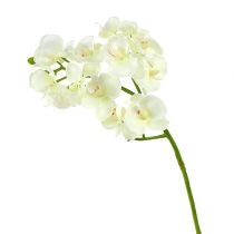 Prodotto Orchidea Crema-Bianco L57cm 6 pz