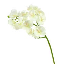 Prodotto Orchidea bianco crema L57cm 6pz