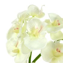 Prodotto Orchidea bianco crema L57cm 6pz