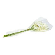 Prodotto Orchidea Crema-Bianco L57cm 6 pz