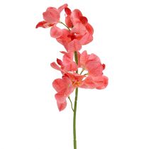 Prodotto Orchidea Mokara Salmone 50cm 6 pz