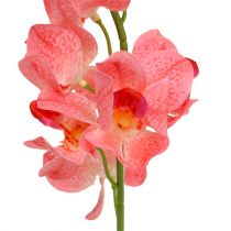 Prodotto Orchidea Mokara Salmone 50cm 6 pz