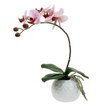 Orchidea rosa in vaso di ceramica 31 cm