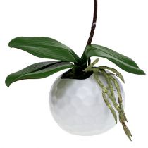 Prodotto Orchidea rosa in vaso di ceramica 31 cm