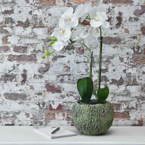 Prodotto Fioriera in cemento aspetto antico verde, vaso per piante marrone rotondo Ø15,5 cm