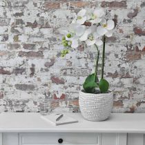 Orchid White su bulbo da 65 cm