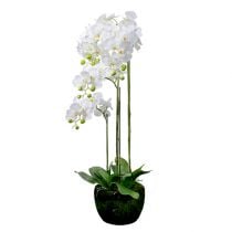 Orchidea bianca con globo 110cm