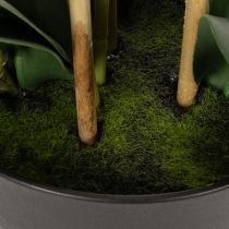 Prodotto Orchidea artificiale in vaso per un'atmosfera armoniosa, bianca, 60 cm