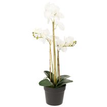 Prodotto Orchidea artificiale in vaso per un'atmosfera armoniosa, bianca, 60 cm