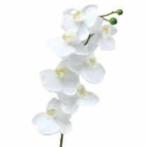 Orchidea bianca 77 cm