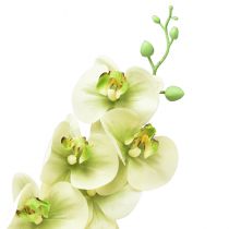 Prodotto Orchidea Phalaenopsis artificiale giallo verde L83cm