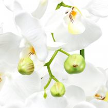 Orchidee artificiali per il vaso bianco 80cm