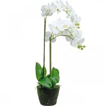 Prodotto Orchidee artificiali da vaso bianche 80 cm