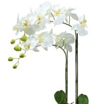 Orchid White su bulbo da 65 cm