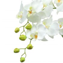 Prodotto Orchidea bianca su una palla di 118 cm