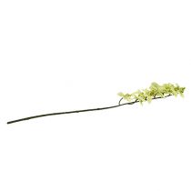 Prodotto Ramo di orchidea verde chiaro L58cm