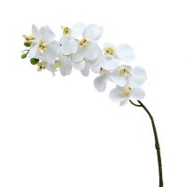Prodotto Ramo di orchidea bianco L58cm