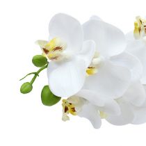 Prodotto Ramo di orchidea bianco L58cm