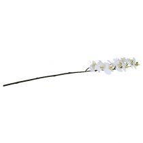 Prodotto Ramo di orchidea bianco L58cm