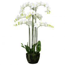 Orchidea bianca su una palla di 118 cm