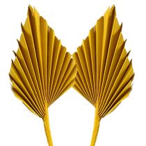 Prodotto Palmspear Giallo 65 pz