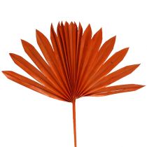 Palmspear Sun Orange 30pz