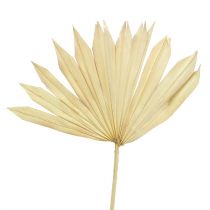 Prodotto Palmspear Sun sbiancato 30 pz