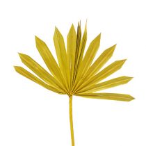 Palmspear Sun mini Giallo 50p