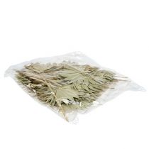 Prodotto Palmspear Sun mini natura 50 pezzi