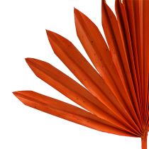 Prodotto Palmspear Sun mini Arancione 50 pz