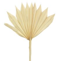 Prodotto Palmspear Sun mini sbiancato 30 pz