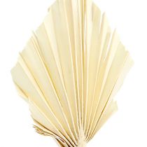 Prodotto Palmspear sbiancato 20 pz