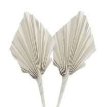 Prodotto Palmspear Mini Bianco lavato 100 pz