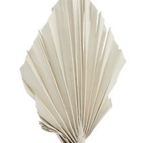 Prodotto Palmspear Mini White Washed 100 pezzi