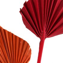 Prodotto Lancia di palma assortita rosso/arancione 50 pz