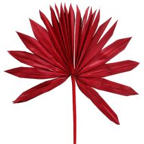 Palmspear Sun Red 30pz