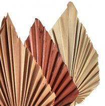 Prodotto Palmspear mini assortiti Marocco 30 pz
