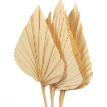 Prodotto Palmspear Foglie di Palma Decorazione Naturale Sbiancate 12.5×38cm 4pz